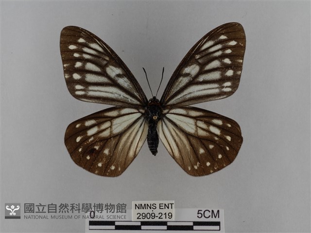 臺灣絹蛺蝶藏品圖，第1張
