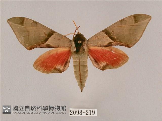 榆綠天蛾藏品圖，第1張