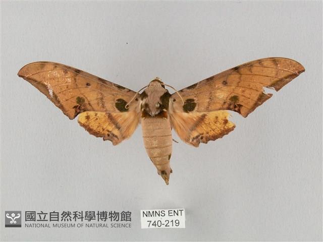 裂斑鷹翅天蛾藏品圖，第1張