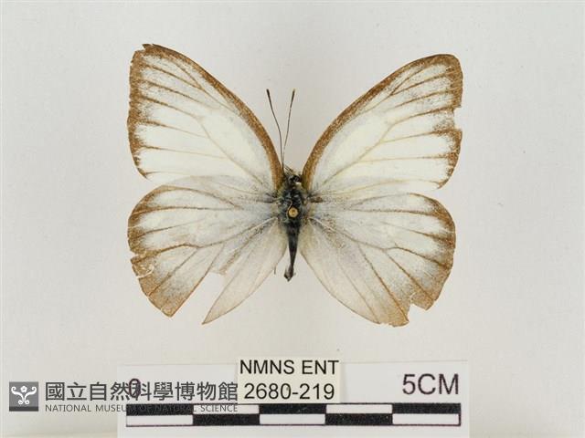 淡褐脈粉蝶藏品圖，第1張