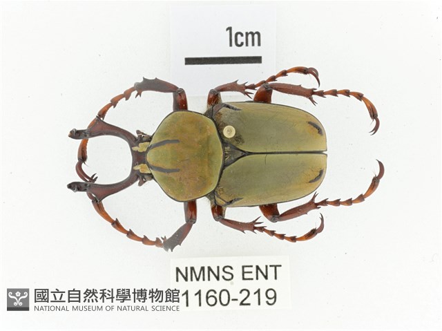 臺灣角金龜藏品圖，第1張