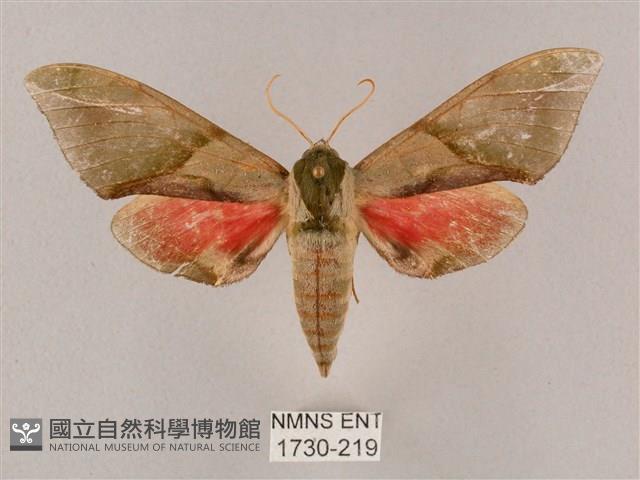 榆綠天蛾藏品圖，第1張