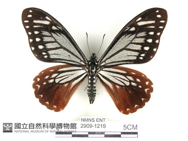 斑鳳蝶藏品圖，第1張