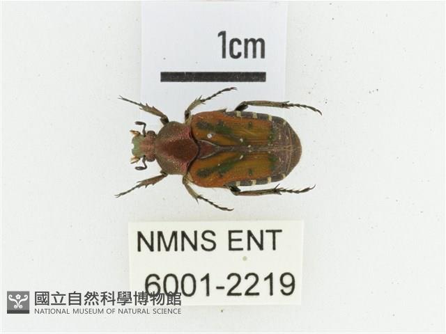 黑斑陷紋金龜藏品圖，第1張