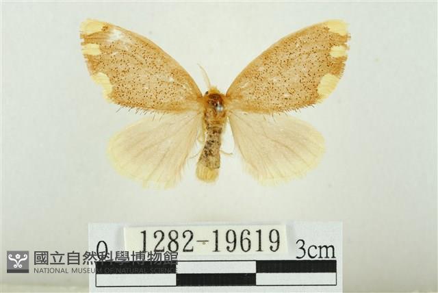 黑翅黃毒蛾藏品圖，第1張