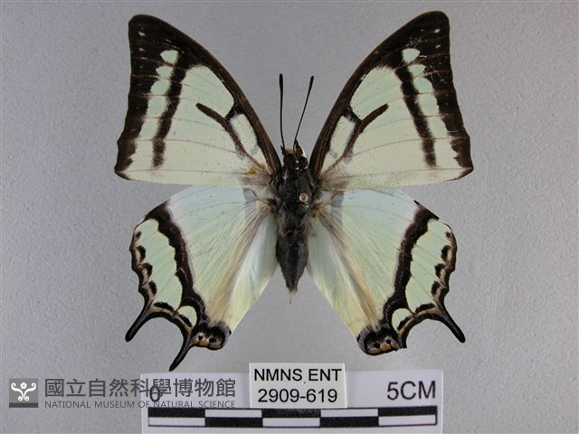 小雙尾蛺蝶藏品圖，第1張
