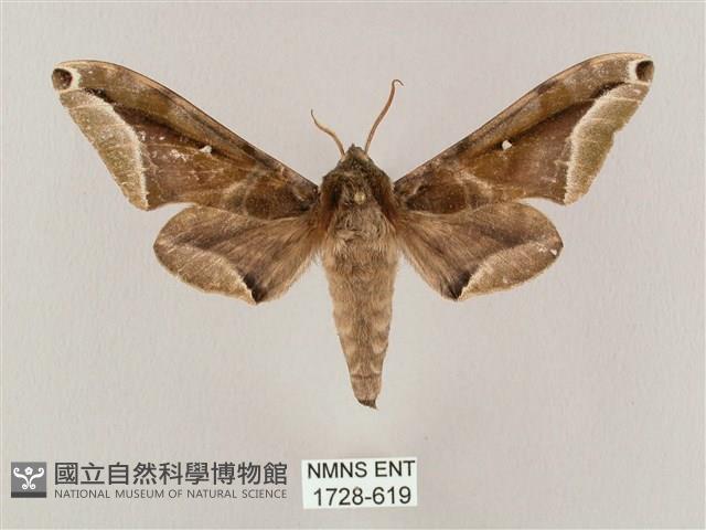 白點天蛾 藏品圖，第1張