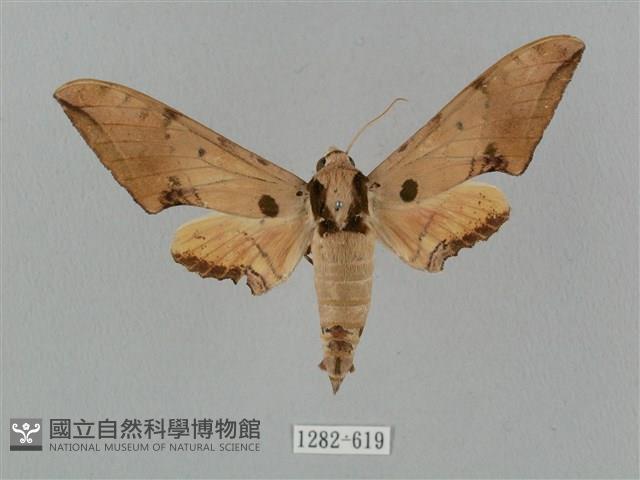 廣東鷹翅天蛾藏品圖，第1張