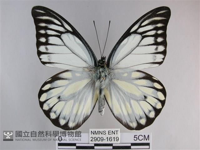 鋸粉蝶藏品圖，第1張