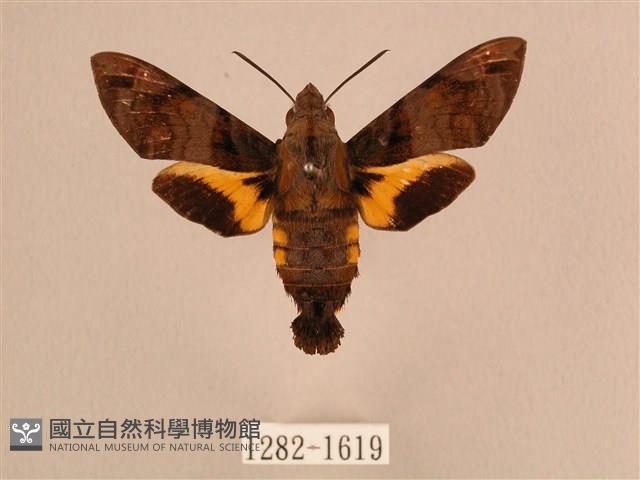 叉帶長喙天蛾藏品圖，第1張