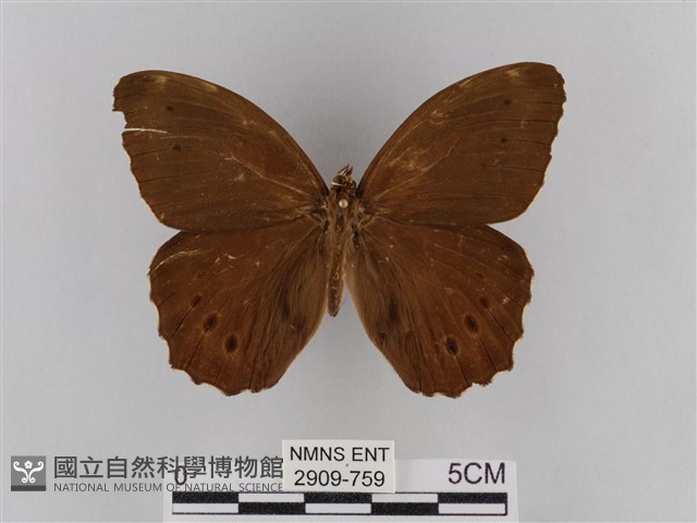 褐翅蔭眼蝶藏品圖，第1張