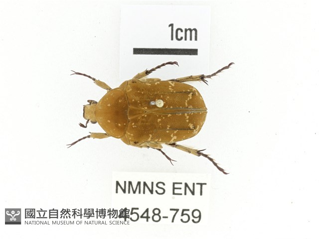 銅點花金龜藏品圖，第1張