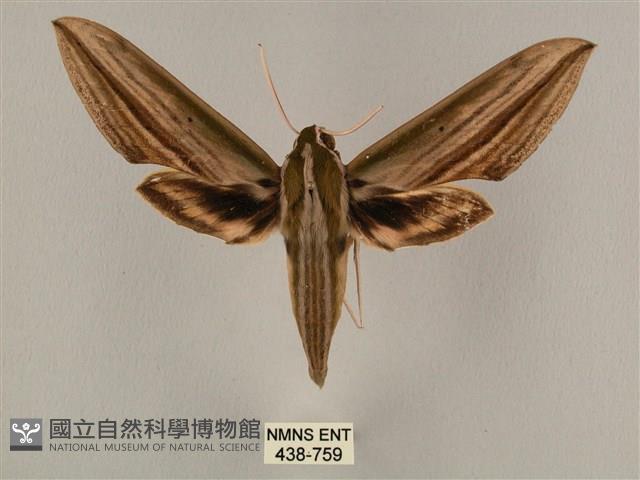 棕綠背線天蛾藏品圖，第1張