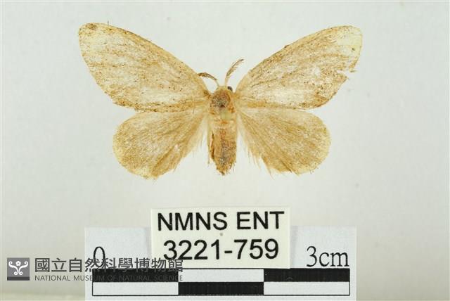 黑翅黃毒蛾藏品圖，第1張
