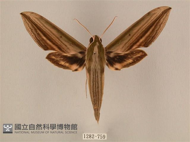 棕綠背線天蛾藏品圖，第1張