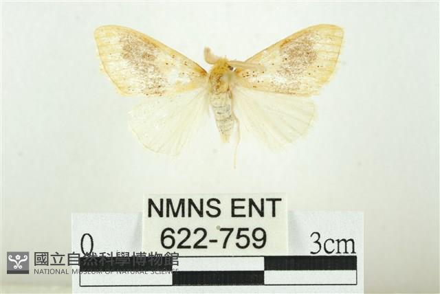 寬紋黃毒蛾藏品圖，第1張