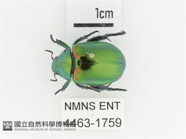 艷金龜藏品圖，第1張
