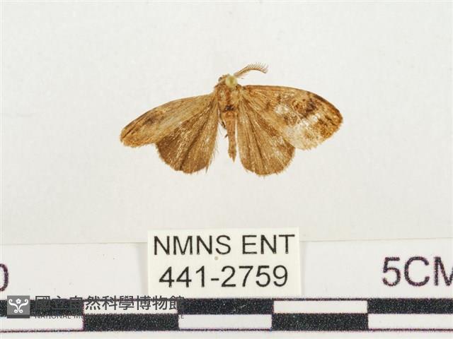 小白紋毒蛾藏品圖，第1張