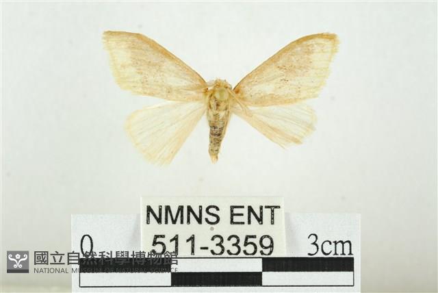寬紋黃毒蛾藏品圖，第1張