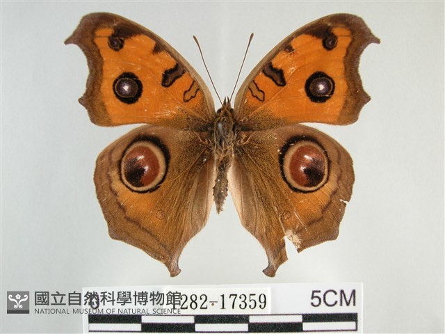 眼蛺蝶、孔雀蛺蝶藏品圖，第1張