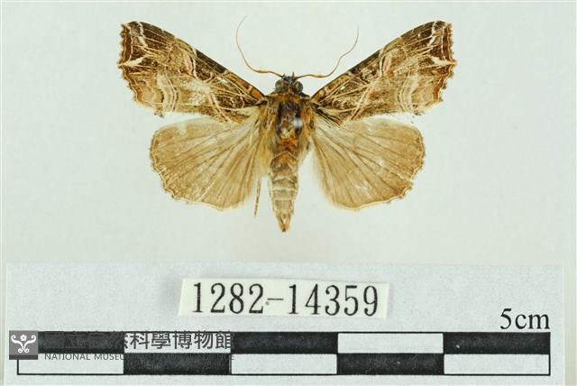 粉紅帶散紋夜蛾藏品圖，第1張