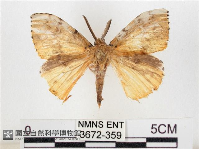 木毒蛾藏品圖，第1張