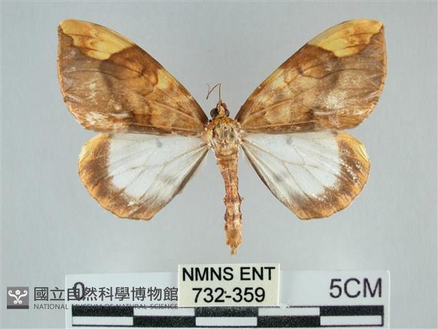 枯葉尺蛾藏品圖，第1張