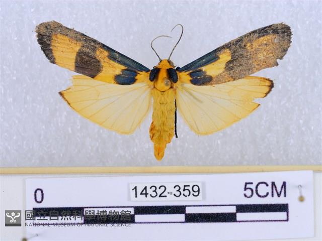 閃光苔蛾藏品圖，第1張