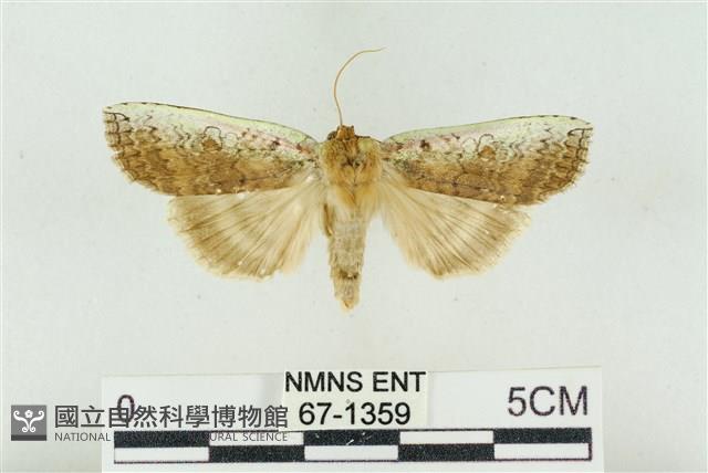 臺洒波紋蛾藏品圖，第1張