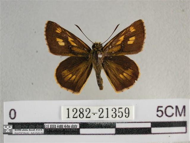 黃星弄蝶藏品圖，第1張