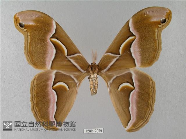 眉紋天蠶蛾藏品圖，第1張