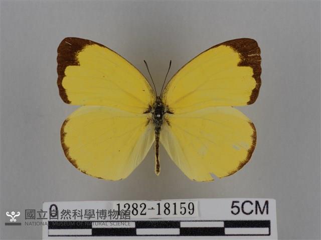 亮色黃蝶藏品圖，第1張