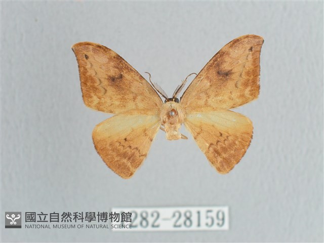 枯葉紋鉤蛾藏品圖，第1張