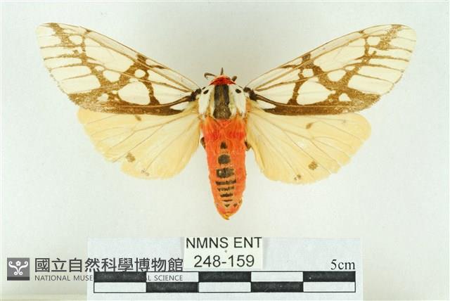 乳白斑燈蛾藏品圖，第1張