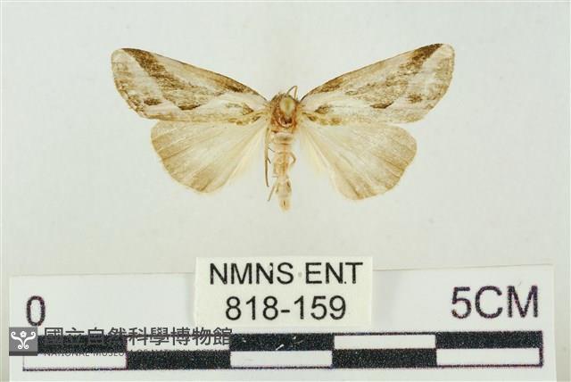 素木氏美波紋蛾藏品圖，第1張