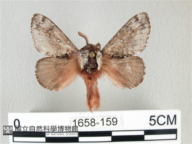 銀肩枯葉蛾藏品圖，第1張