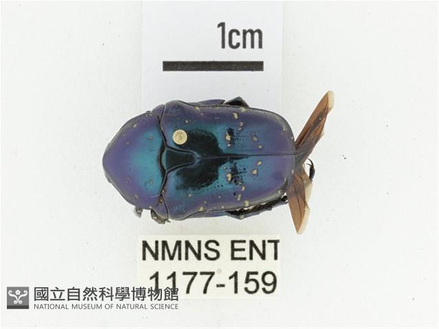 藍艷白點花金龜藏品圖，第1張