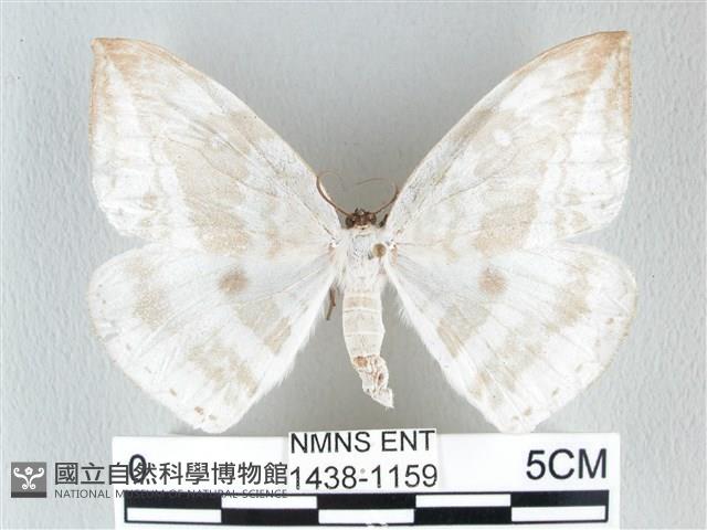 圓翅大鉤蛾藏品圖，第1張