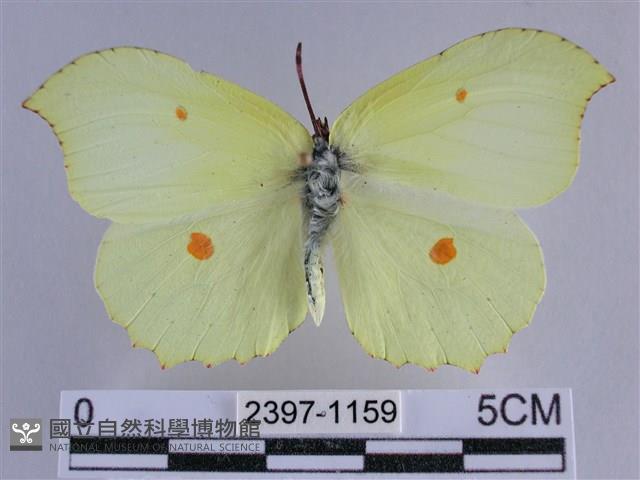 臺灣鉤粉蝶藏品圖，第1張