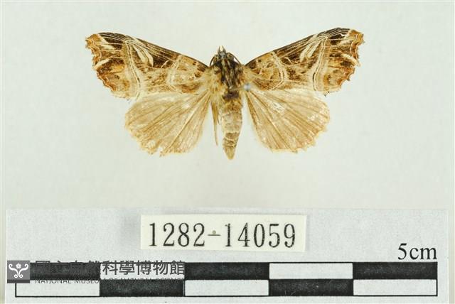 紅暈散紋夜蛾藏品圖，第1張