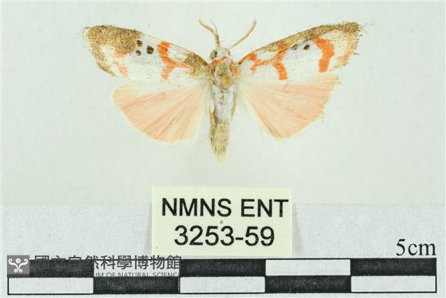 臺雪苔蛾藏品圖，第1張