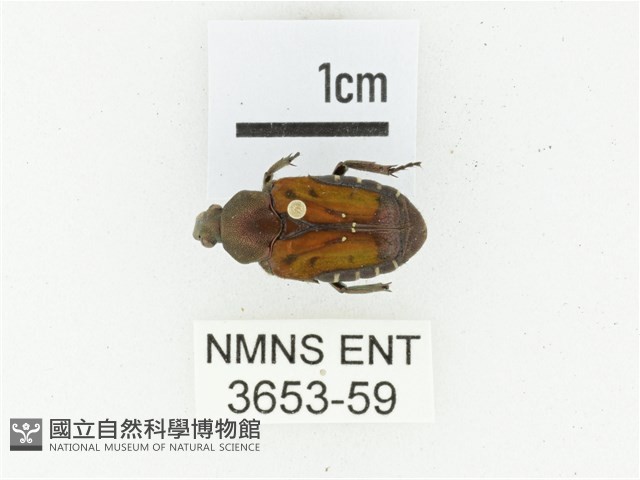 黑斑陷紋金龜藏品圖，第1張