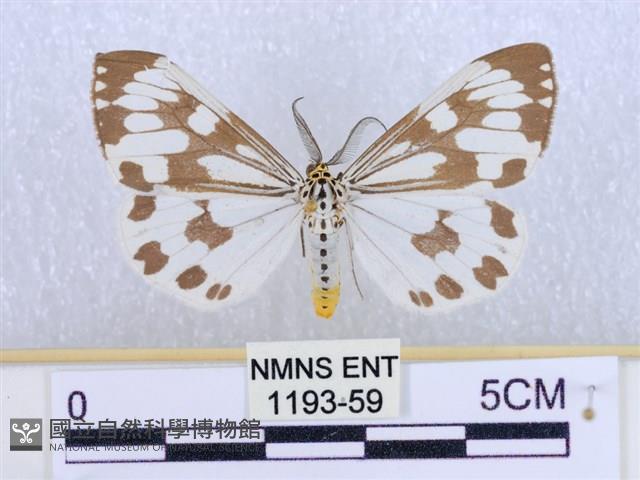 粉蝶燈蛾藏品圖，第1張