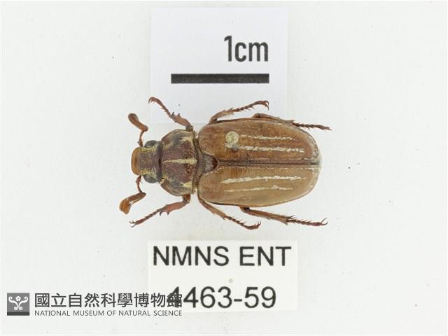 姬白條金龜藏品圖，第1張