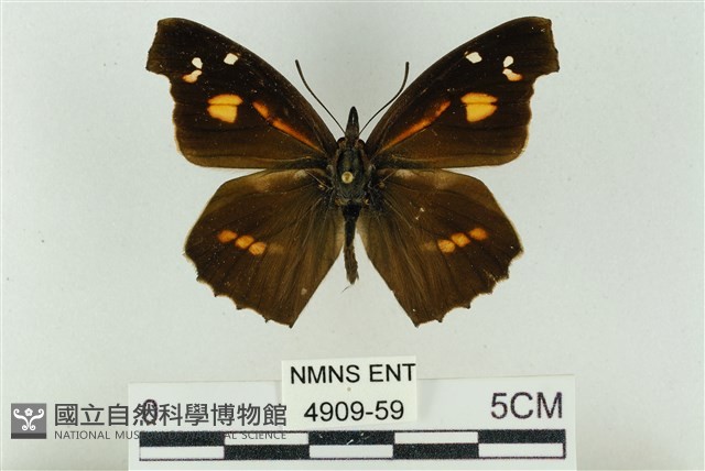 東方喙蝶藏品圖，第1張