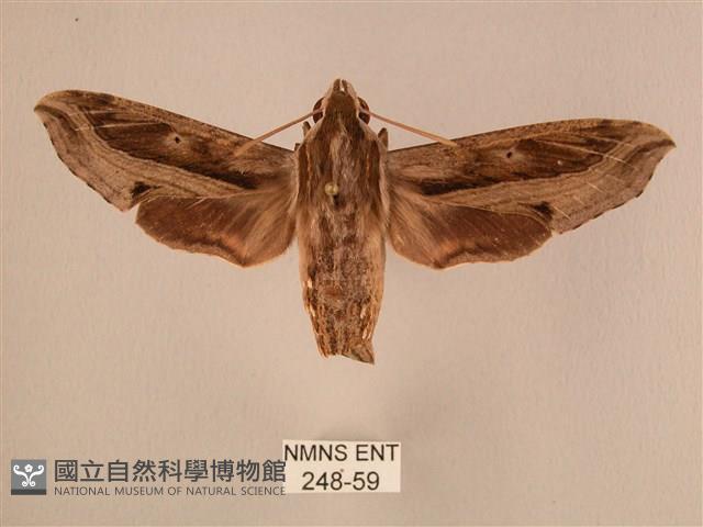 斜線天蛾藏品圖，第1張