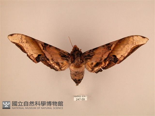 臀角斑天蛾藏品圖，第1張