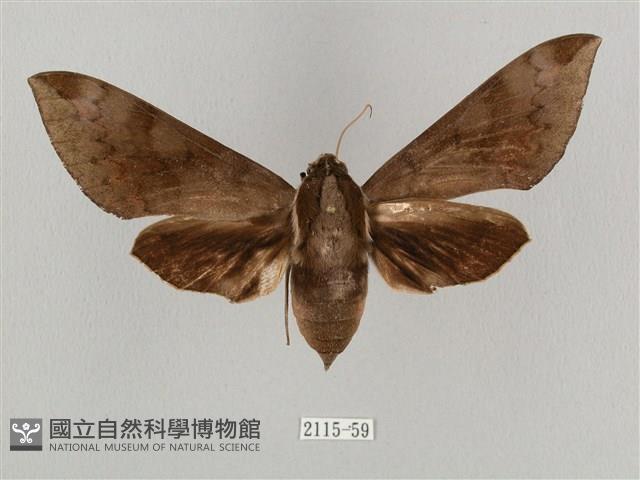 鋸線天蛾藏品圖，第1張