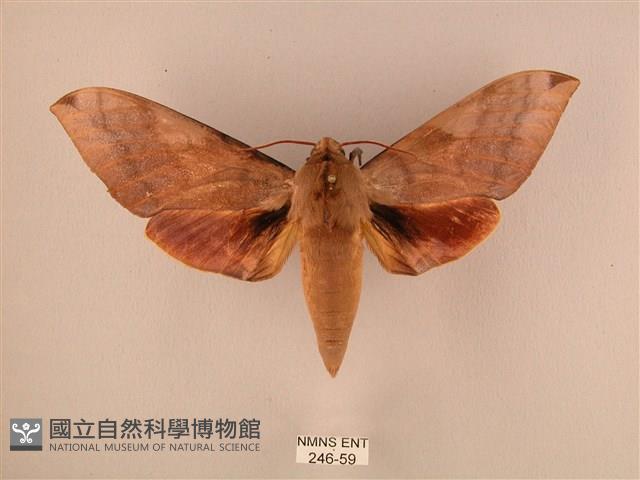 波紋豆天蛾藏品圖，第1張