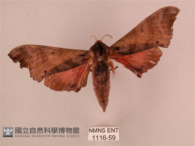 桃紅六點天蛾藏品圖，第1張